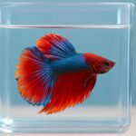 ベタ水槽で水草がいらない理由を徹底解説！飼育が簡単に
