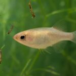 メダカの健康を支える天然飼料！ボウフラの栄養価と与え方のコツ