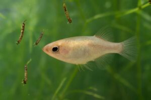メダカの健康を支える天然飼料！ボウフラの栄養価と与え方のコツ