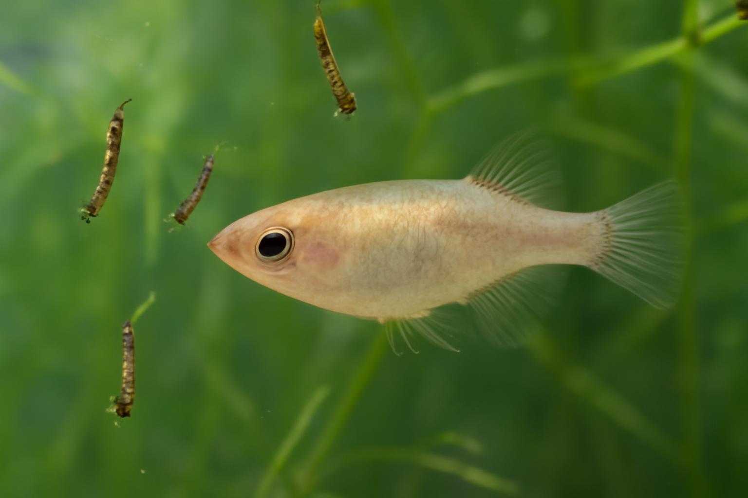 メダカの健康を支える天然飼料!ボウフラの栄養価と与え方のコツ