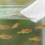 メダカ水槽の油膜をキッチンペーパーで簡単除去！効果的な取り方