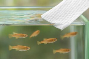 メダカ水槽の油膜をキッチンペーパーで簡単除去！効果的な取り方