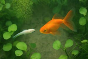 メダカと一緒に飼える金魚の選び方|混泳のコツと注意点を完全解説