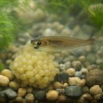 メダカの卵を食べる生き物とは？天敵から守る対策法も解説