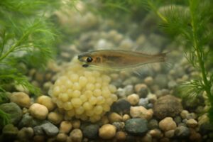 メダカの卵を食べる生き物とは？天敵から守る対策法も解説