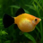 ミッキー マウス プラティのお腹が大きい理由と対処法を解説