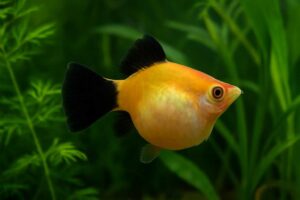 ミッキー マウス プラティのお腹が大きい理由と対処法を解説