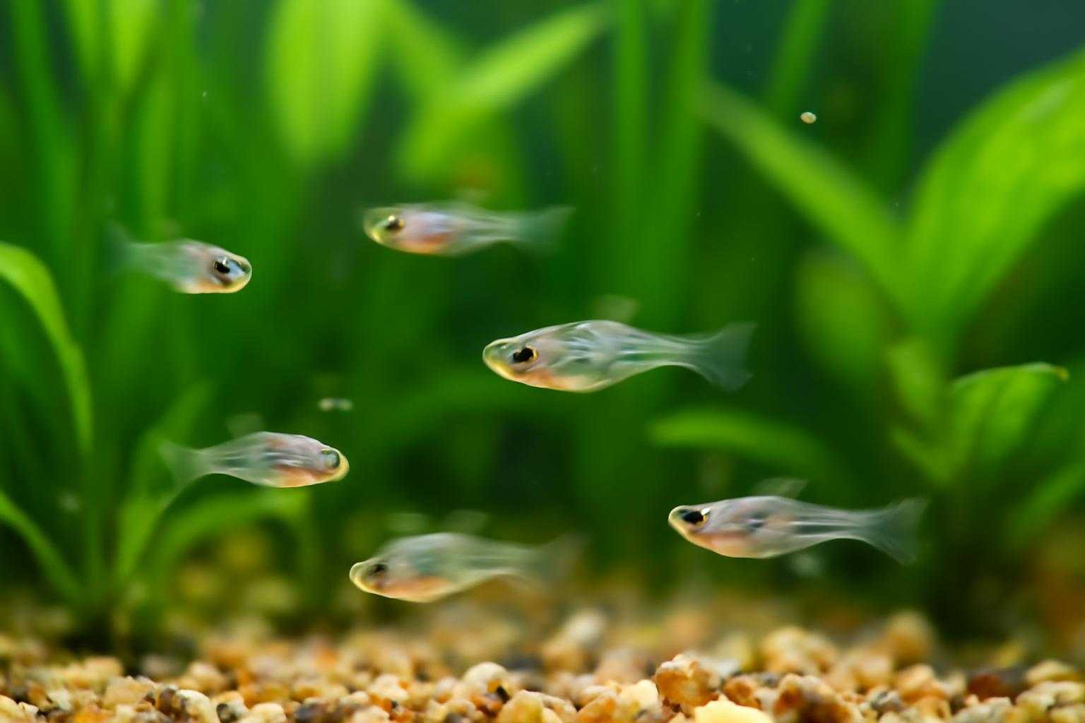 稚魚が育つ水槽の中で、小さな魚たちが泳いでいる様子