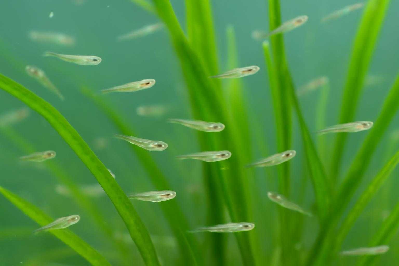 小さな稚魚が水草の周りで泳いでいる様子