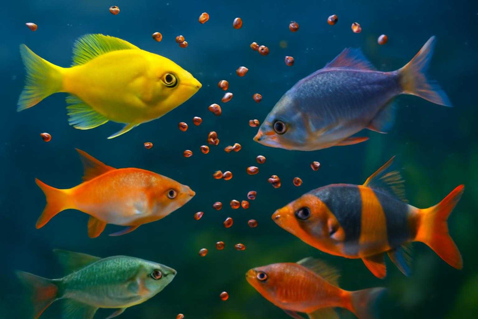 水槽で複数の魚が食事をしている様子