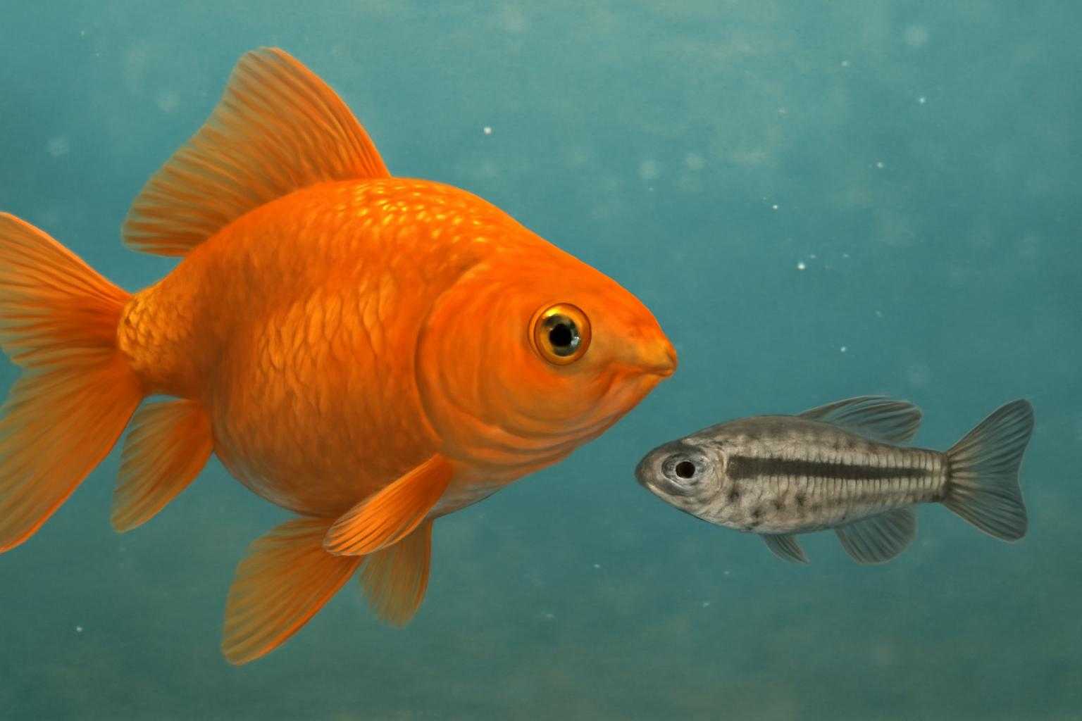 金魚とメダカのサイズ比較を示す図解