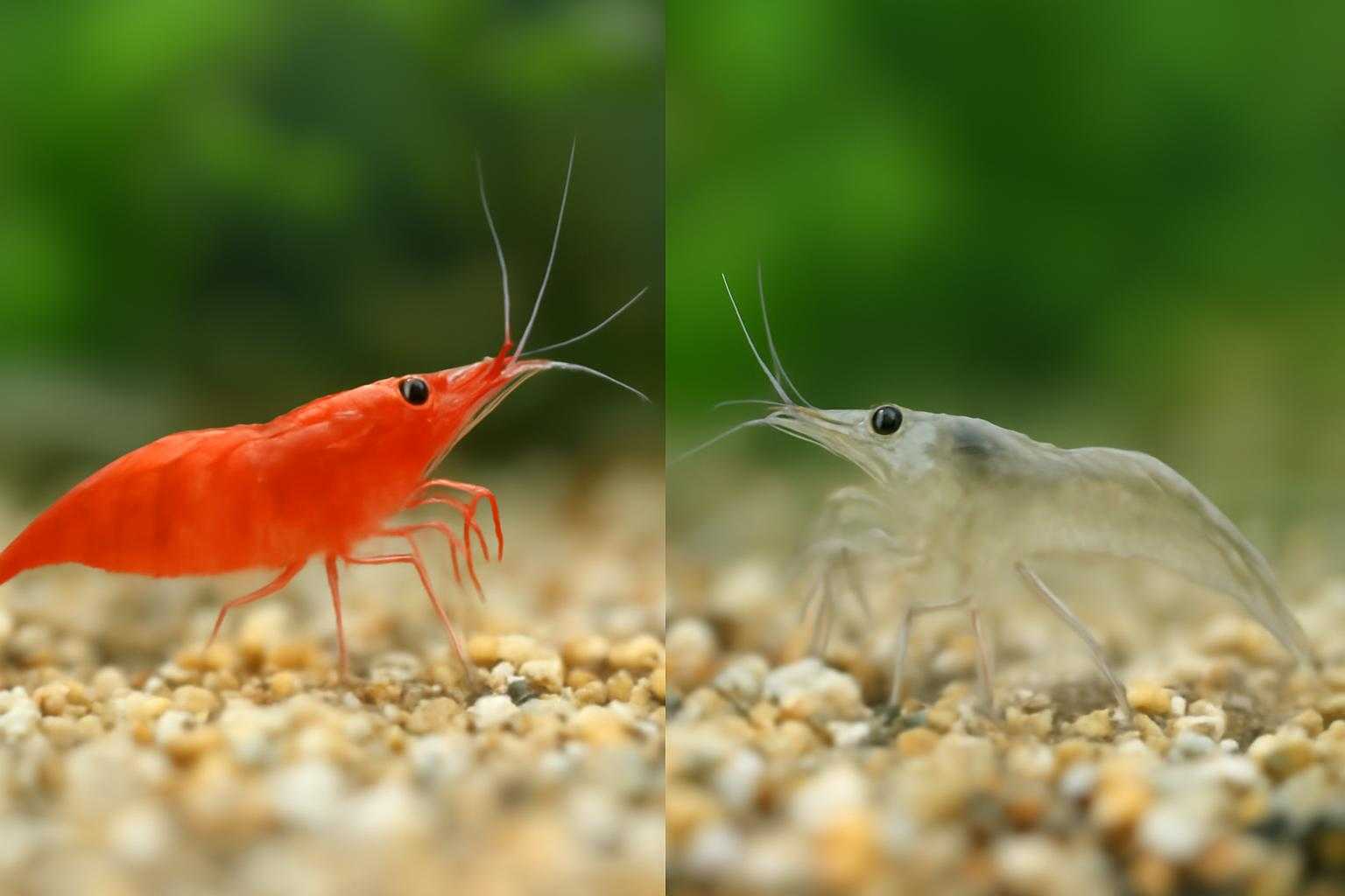 チェリーシュリンプとミナミヌマエビが並んでいる様子