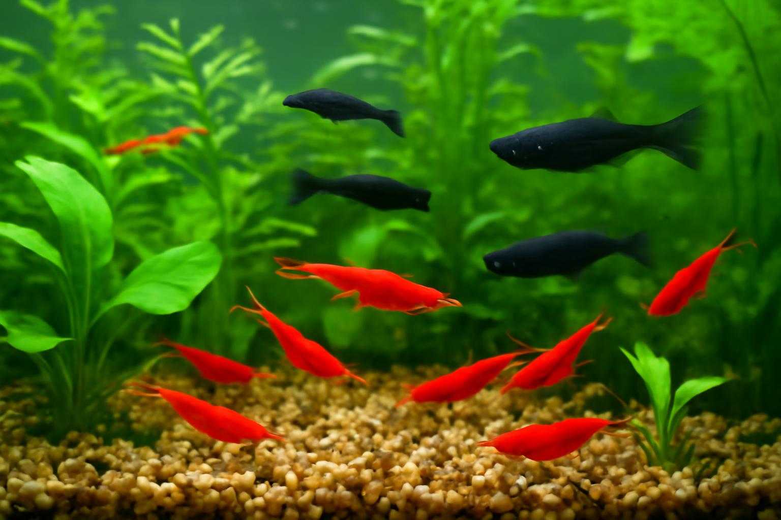 赤いチェリーシュリンプと黒いメダカが一緒に泳ぐ水槽の様子