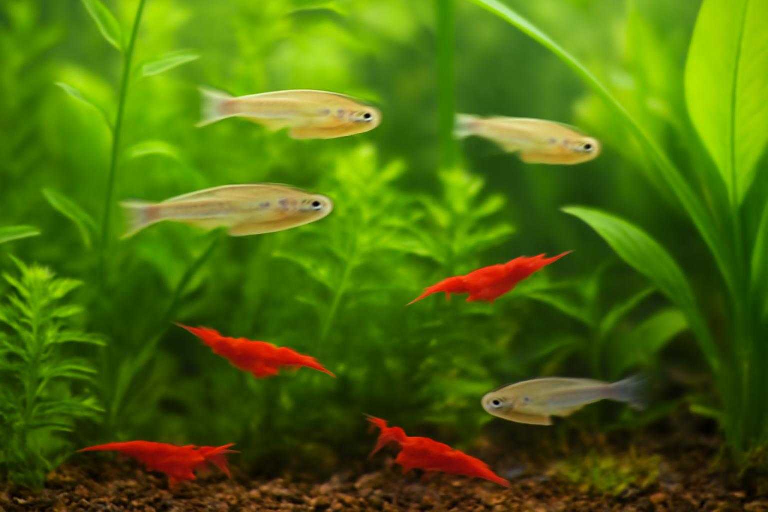 水槽内でメダカとミナミヌマエビが一緒に泳いでいる様子