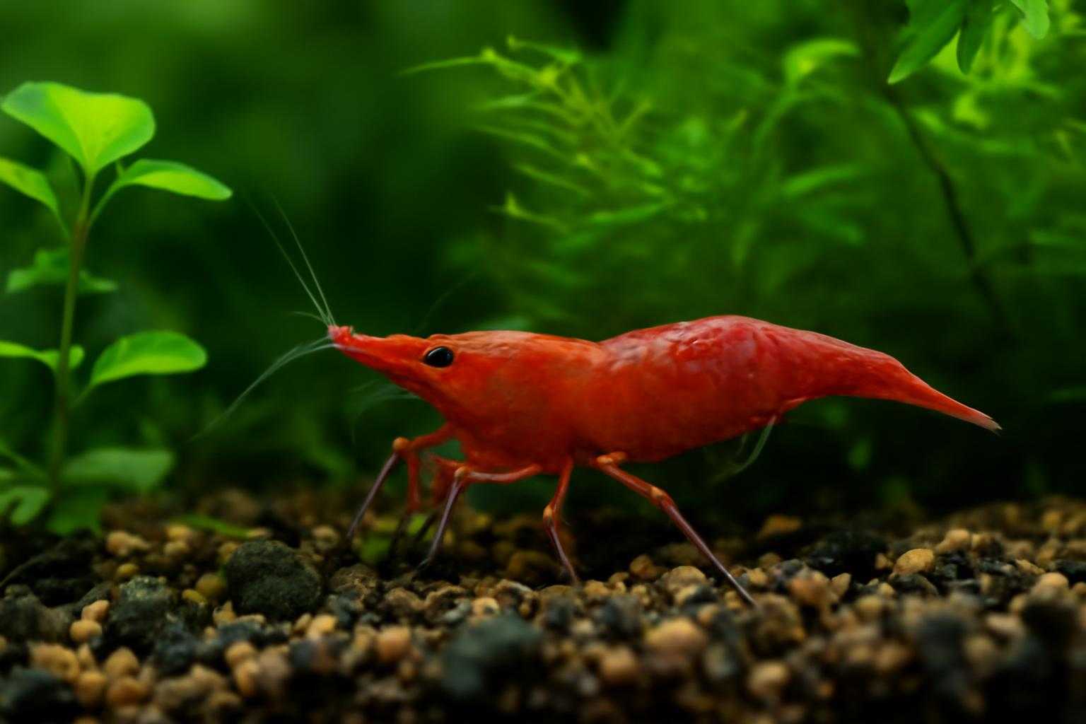 ミナミヌマエビが水草の中を泳ぎながら餌を探している様子