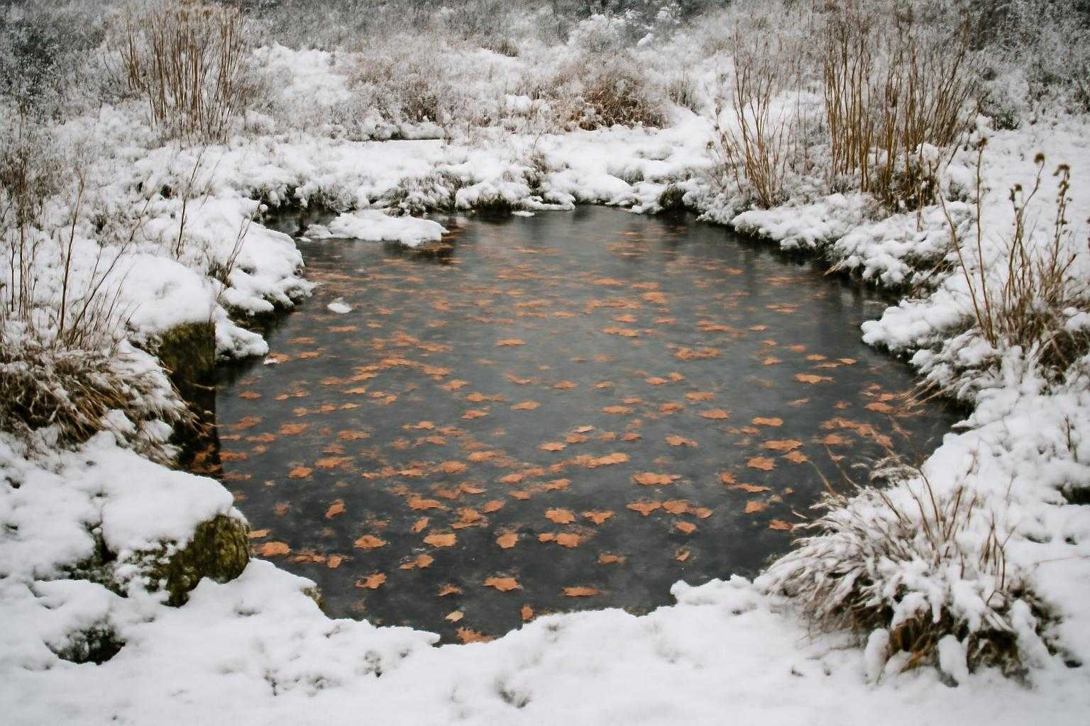 落ち葉が積もった屋外ビオトープの池と冬の雪景色