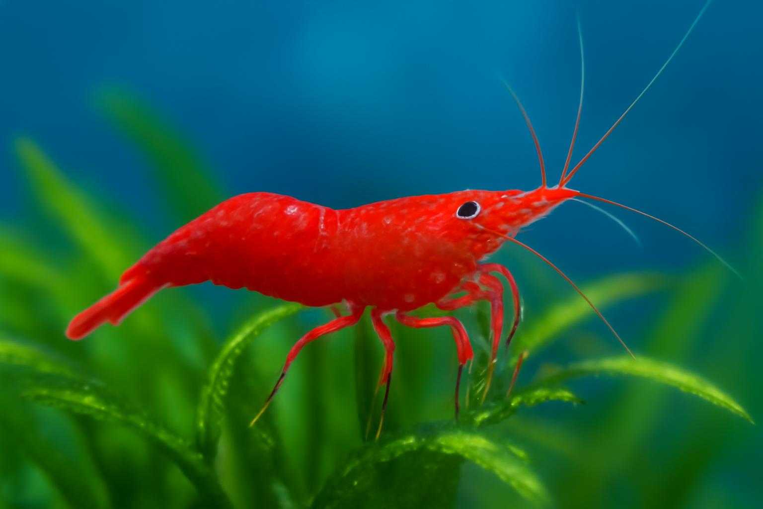 赤く変色したミナミヌマエビが水草の周りにいる様子