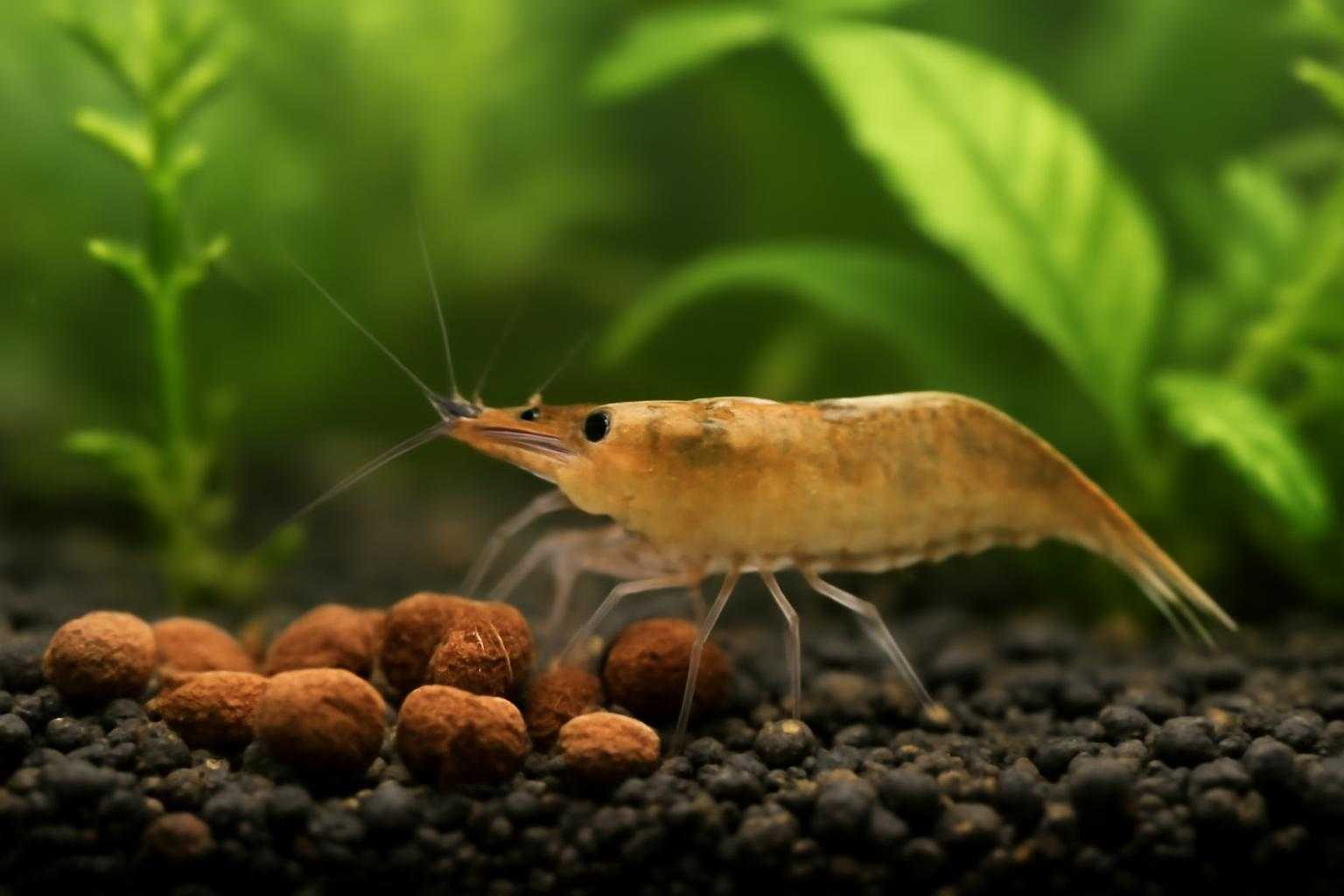 水槽内でミナミヌマエビが食事をしている様子
