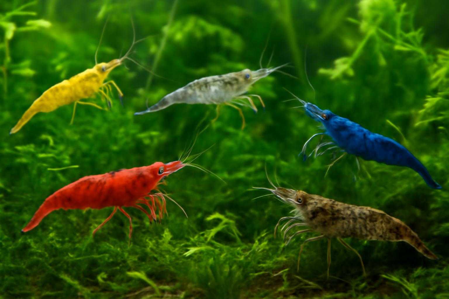 異なる種類のヌマエビが並んでいる水草水槽