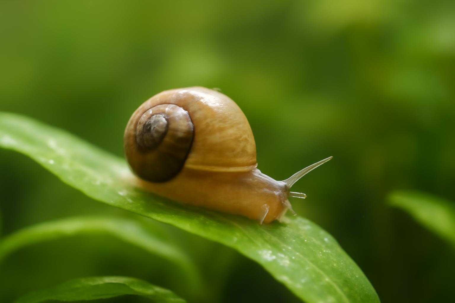 サカマキガイが水草の上を移動する様子を接写で捉えた写真