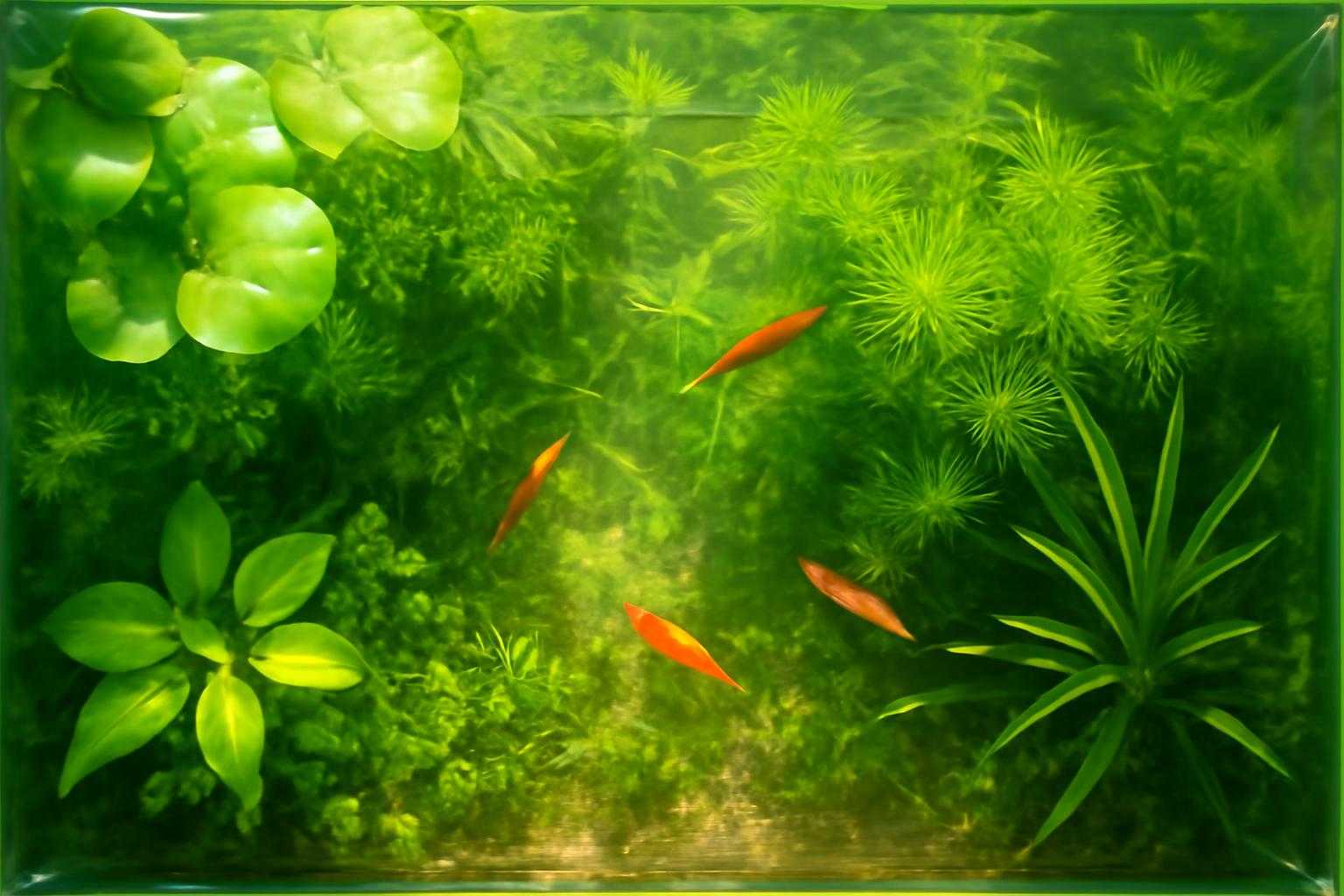 水草が生い茂った明るいメダカ水槽の俯瞰図