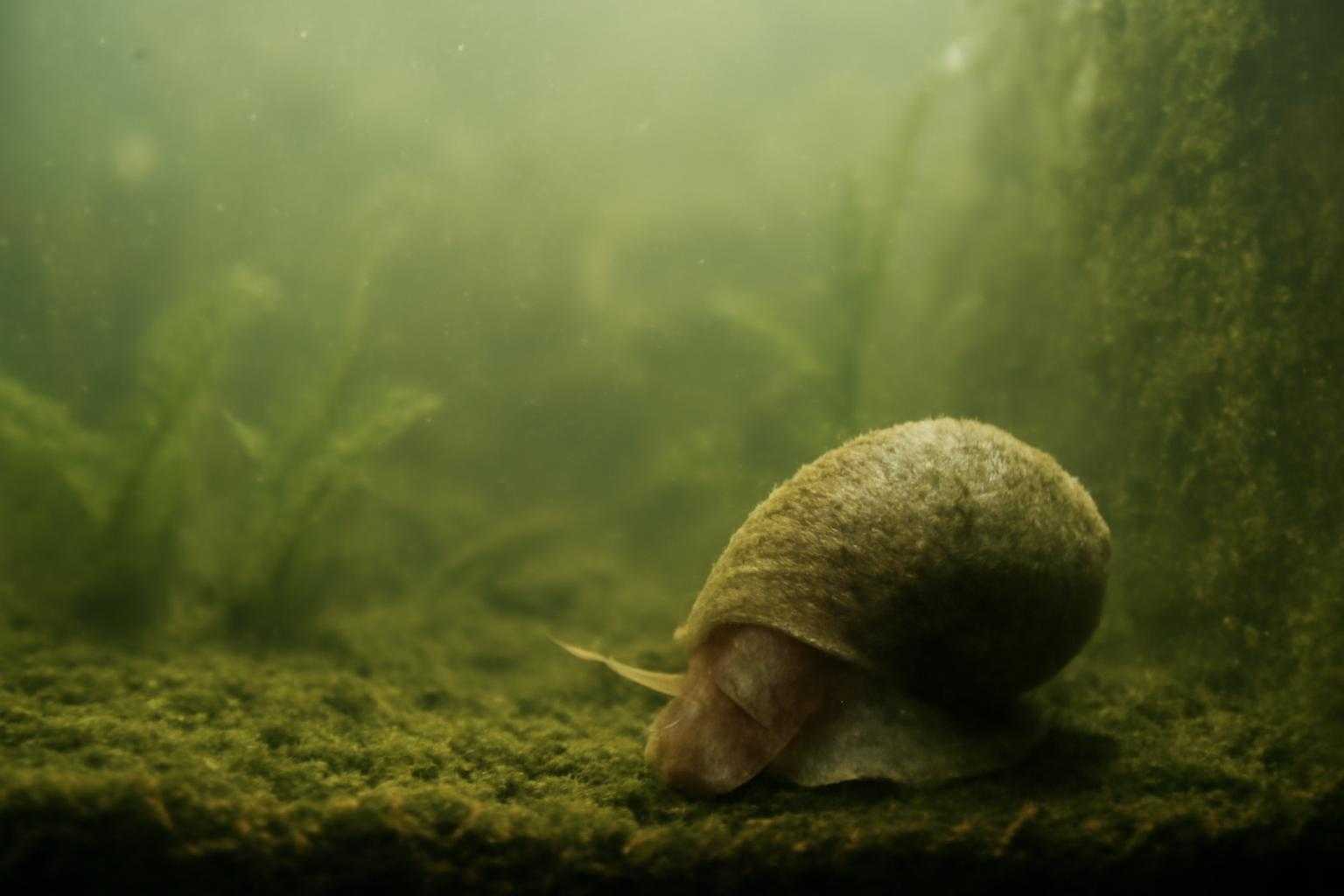 濁った水槽と病気のヒメタニシを示す水中風景