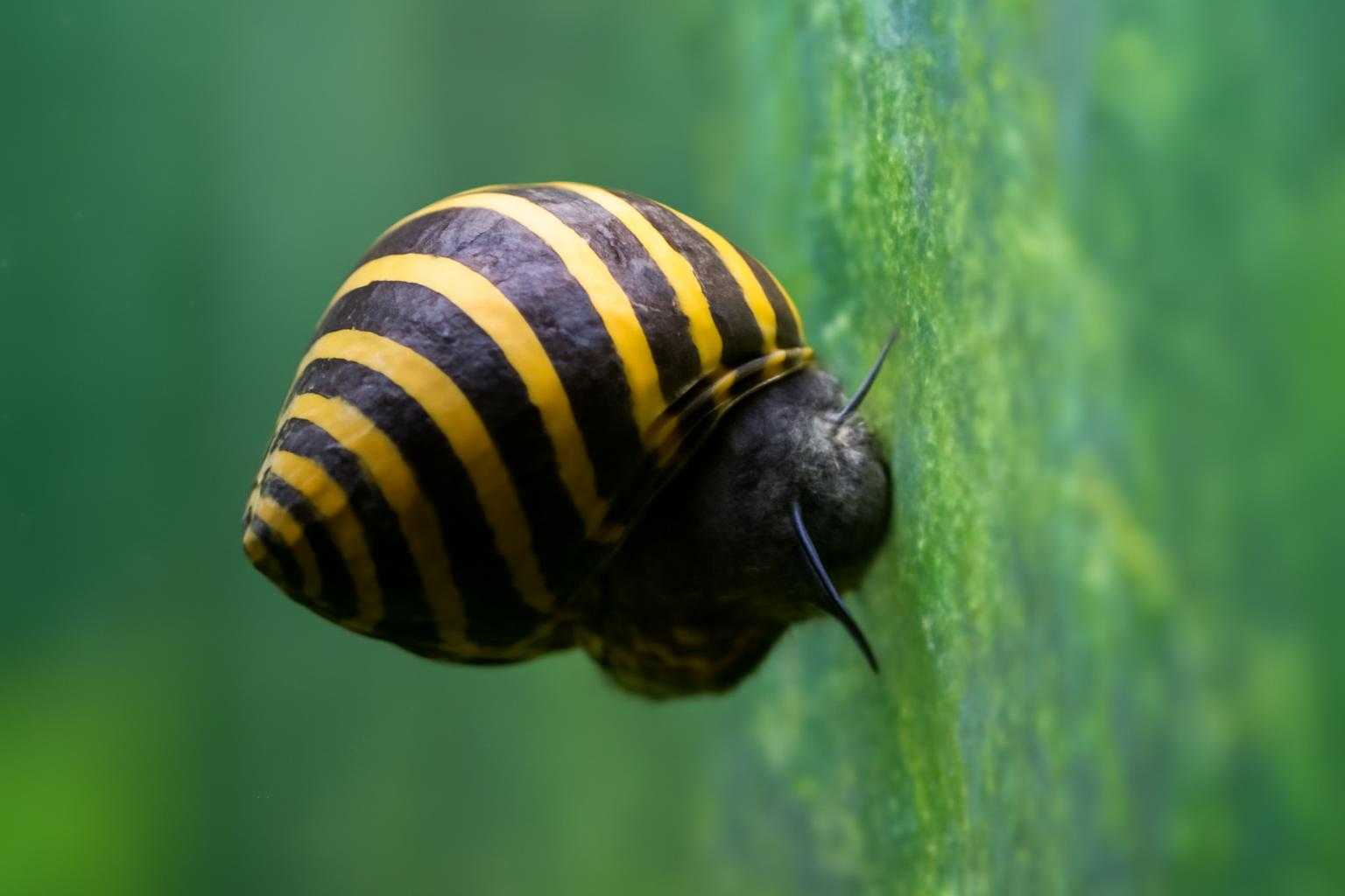 石巻貝が水槽の壁に付着し、苔を食べている様子