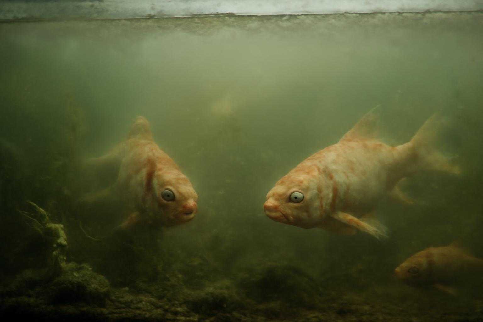 濁った水槽と魚が苦しそうにしている様子