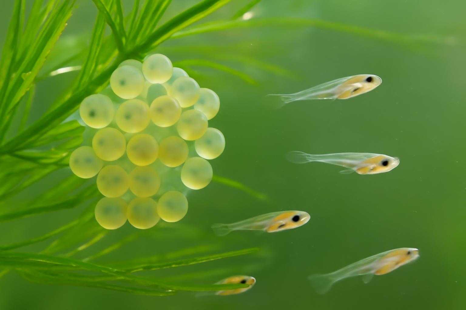 水草に産み付けられたメダカの卵と稚魚
