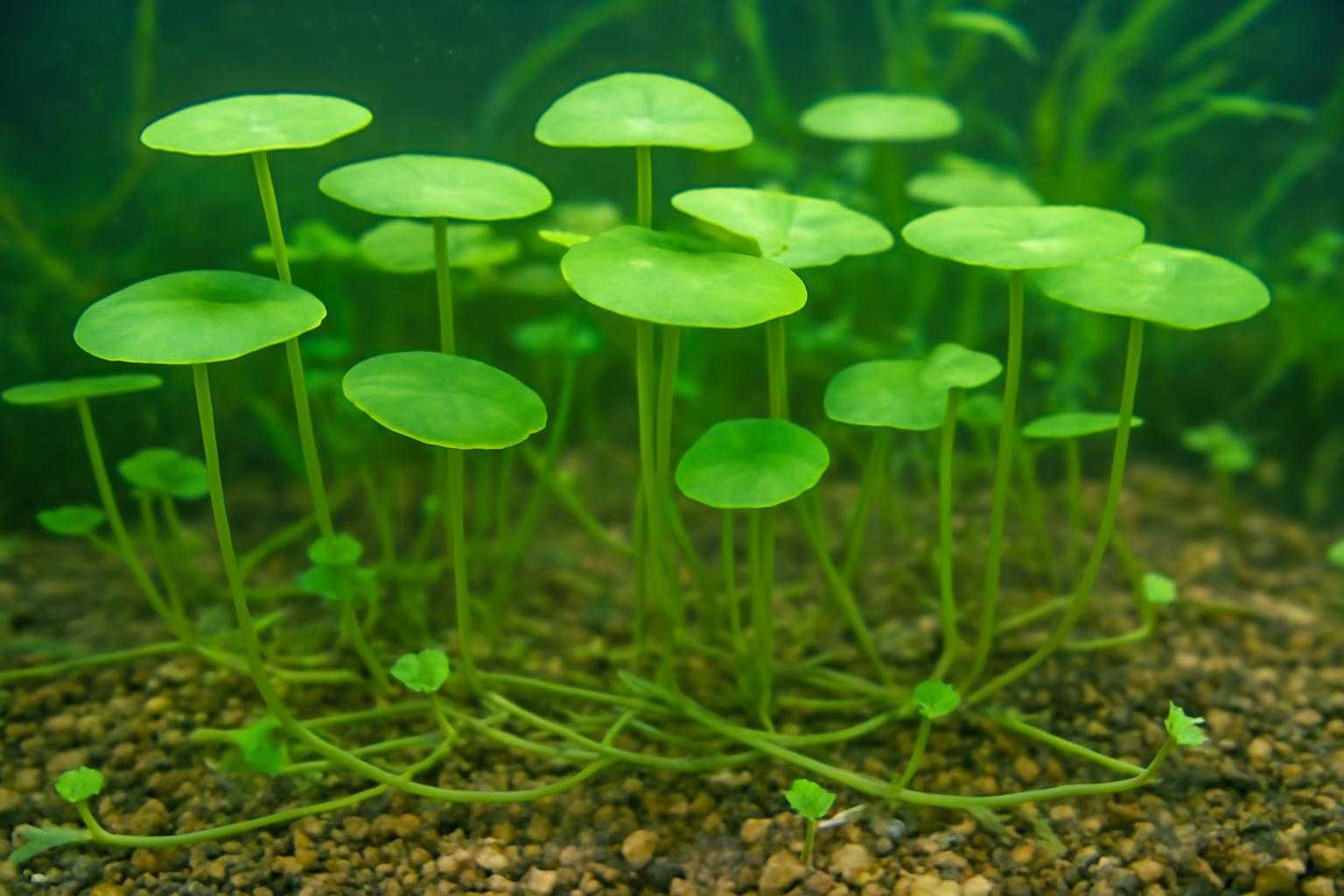 水槽内でウォーターマッシュルームが増殖している様子