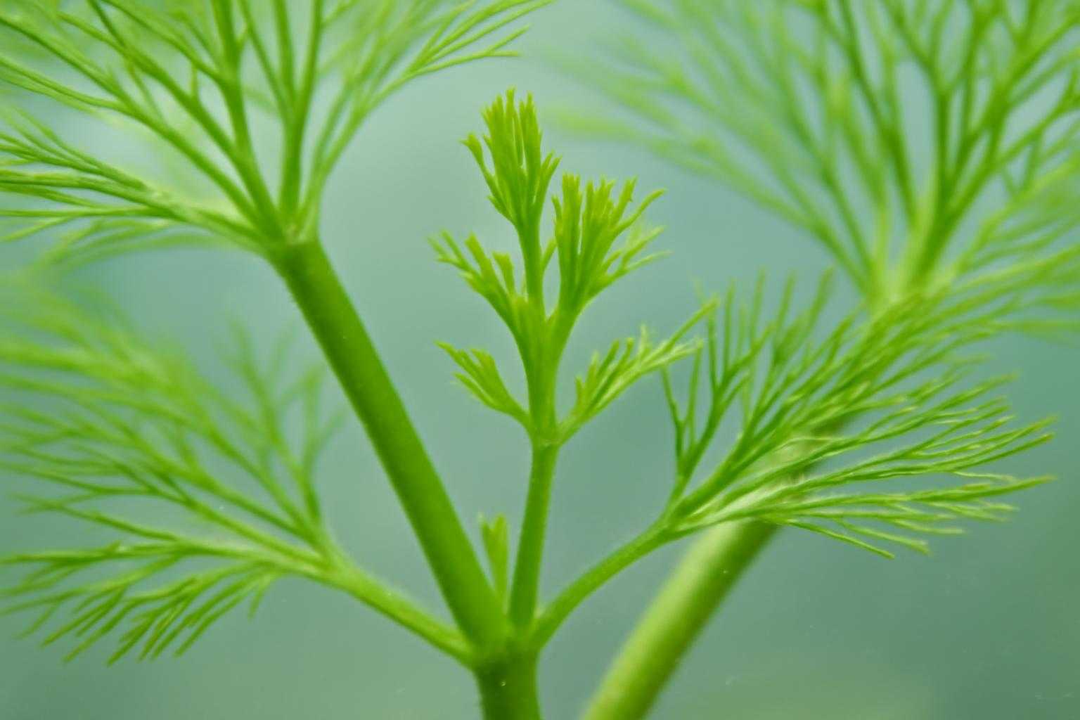 カボンバの茎から新芽が増殖している成長過程