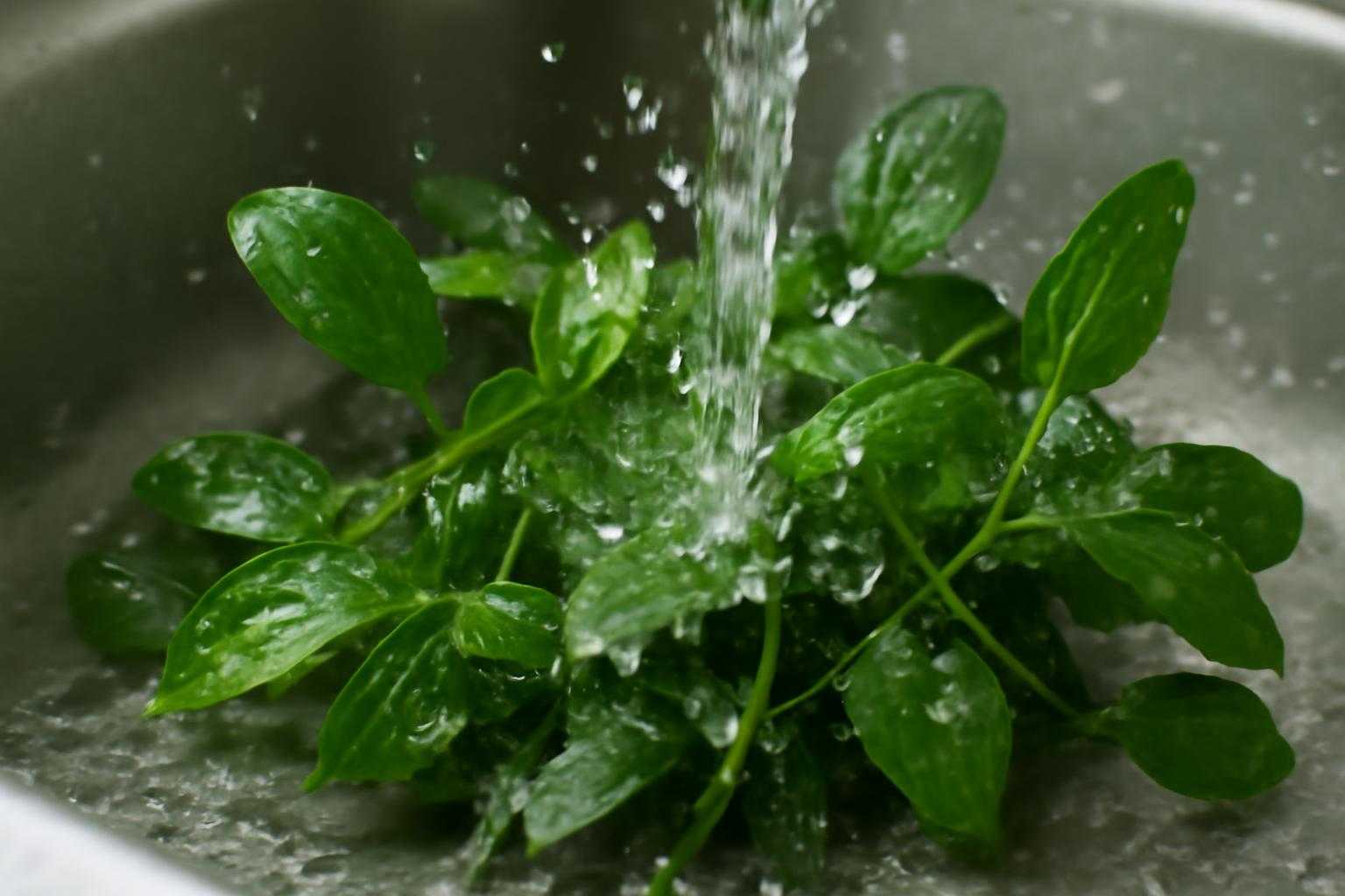 水道水で水草を丁寧に洗浄している様子