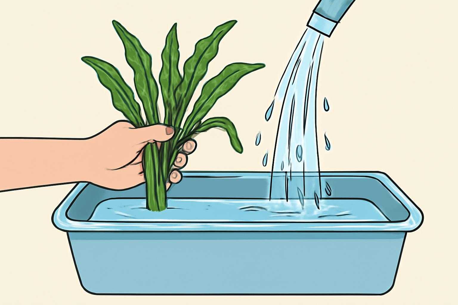 水草を水に浸して農薬を落とす除去処理の過程