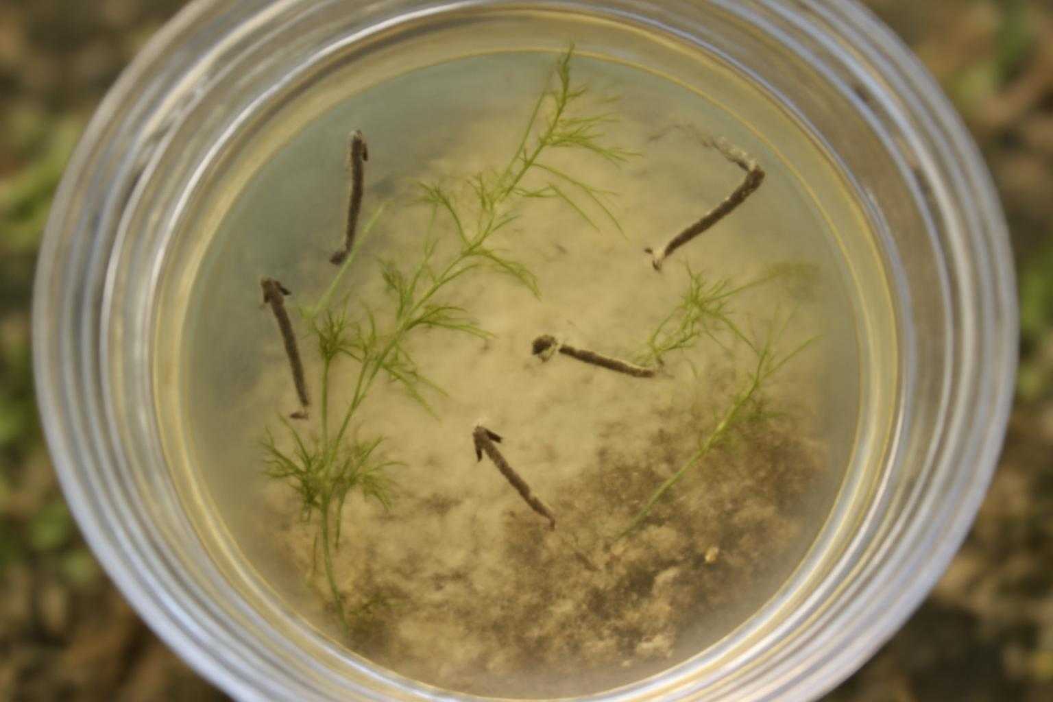水中でボウフラが泳ぐ様子と採集容器の画像