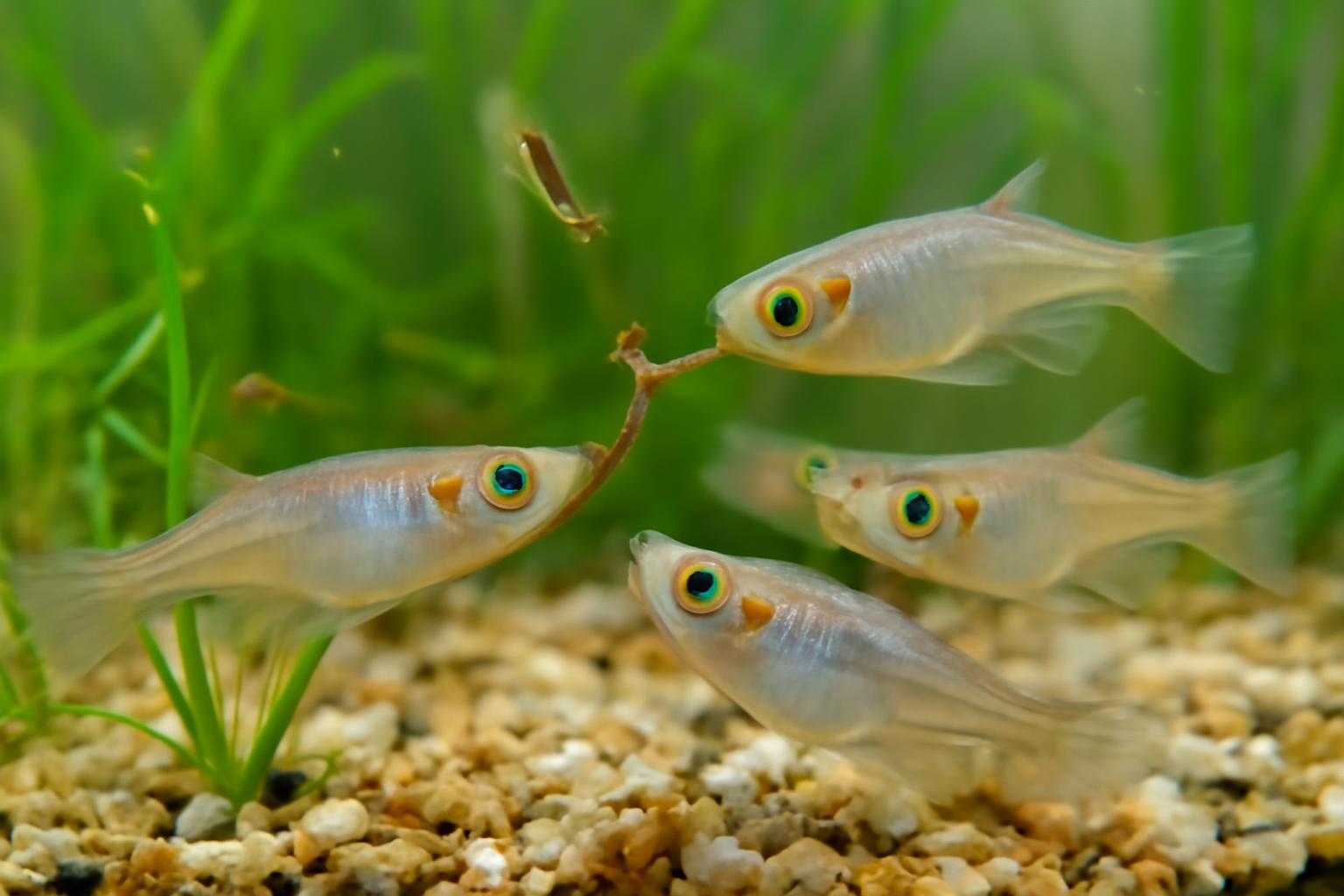メダカがボウフラを食べている食事シーンの画像