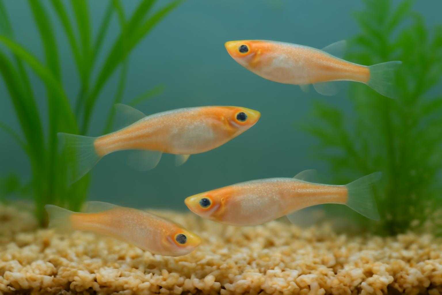 メダカ水槽に麦飯石を敷いている様子