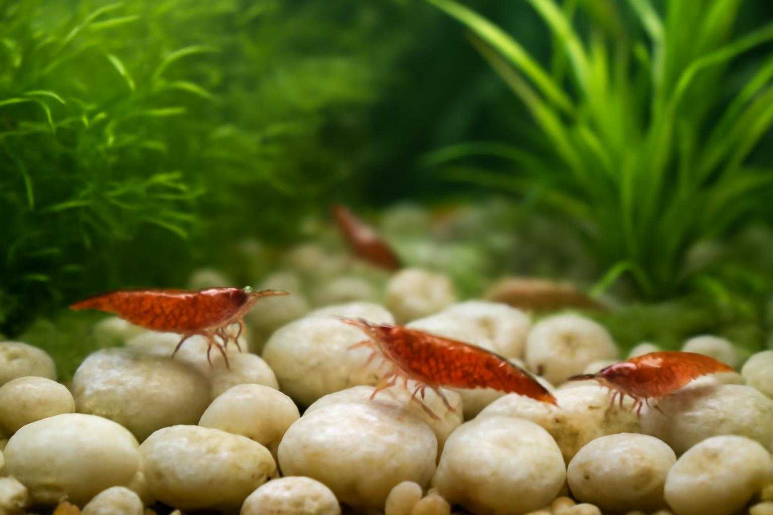 麦飯石を敷いた水槽でエビが暮らす実際の飼育風景