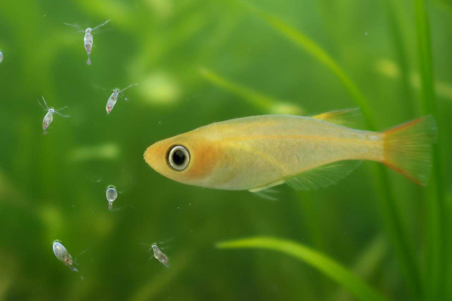 メダカの水槽にカイミジンコが泳いでいる様子