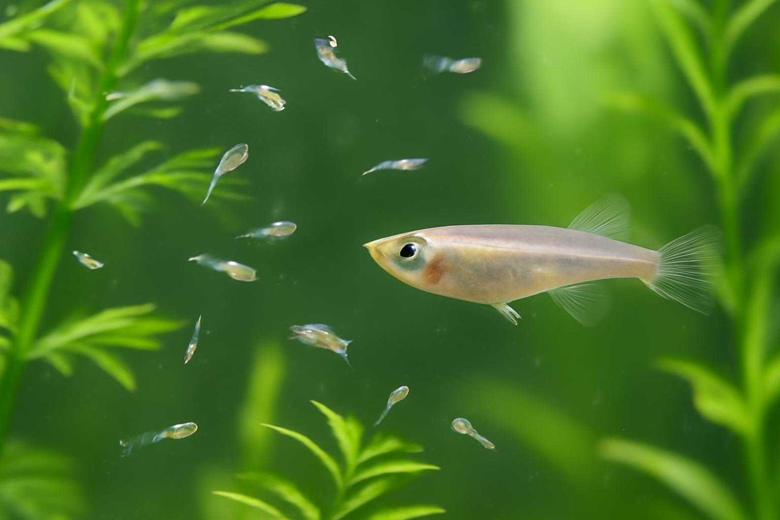 メダカ水槽の中で小さなカイミジンコが泳いでいる様子