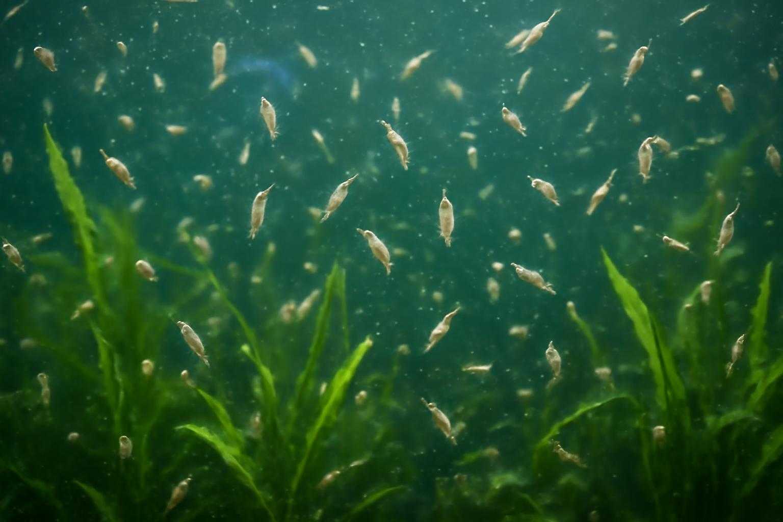 水草の中で増殖するカイミジンコの大量発生状態