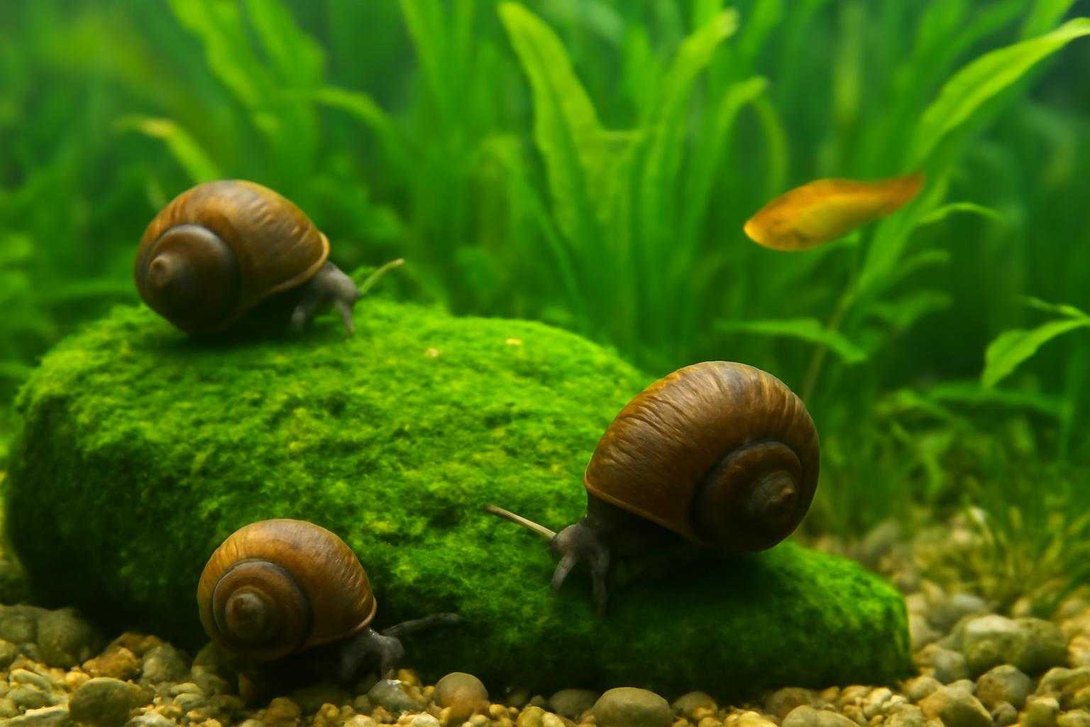 メダカ水槽で貝が藻を食べて水を浄化している情景