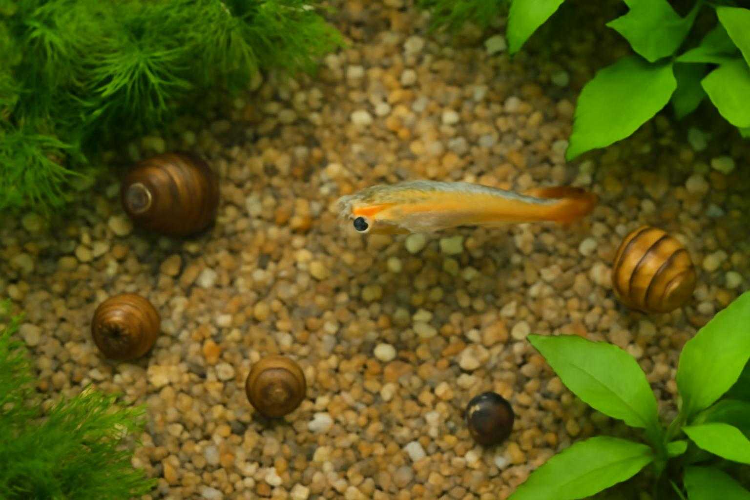 メダカと貝が共存する水槽の俯瞰図