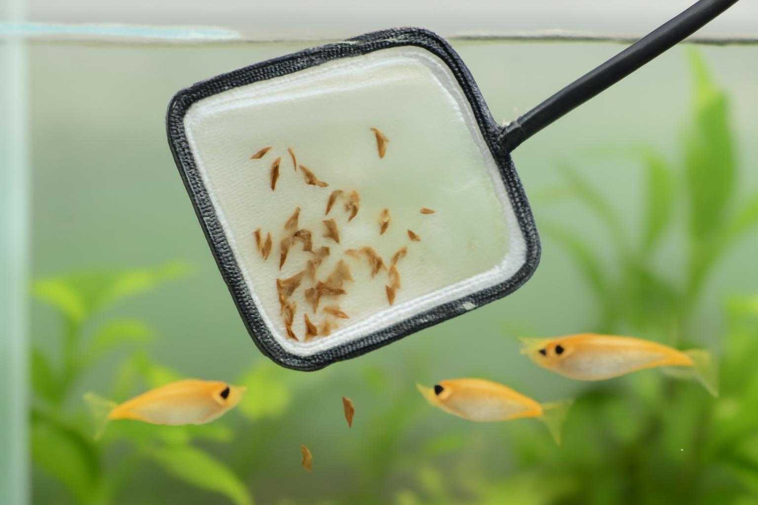 メダカの水槽から虫を取り除く駆除作業の様子