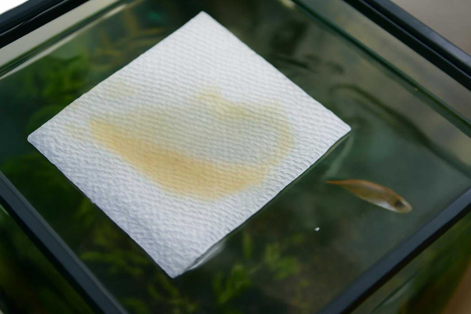 メダカ水槽の水面にキッチンペーパーを浮かべて油膜を取る様子