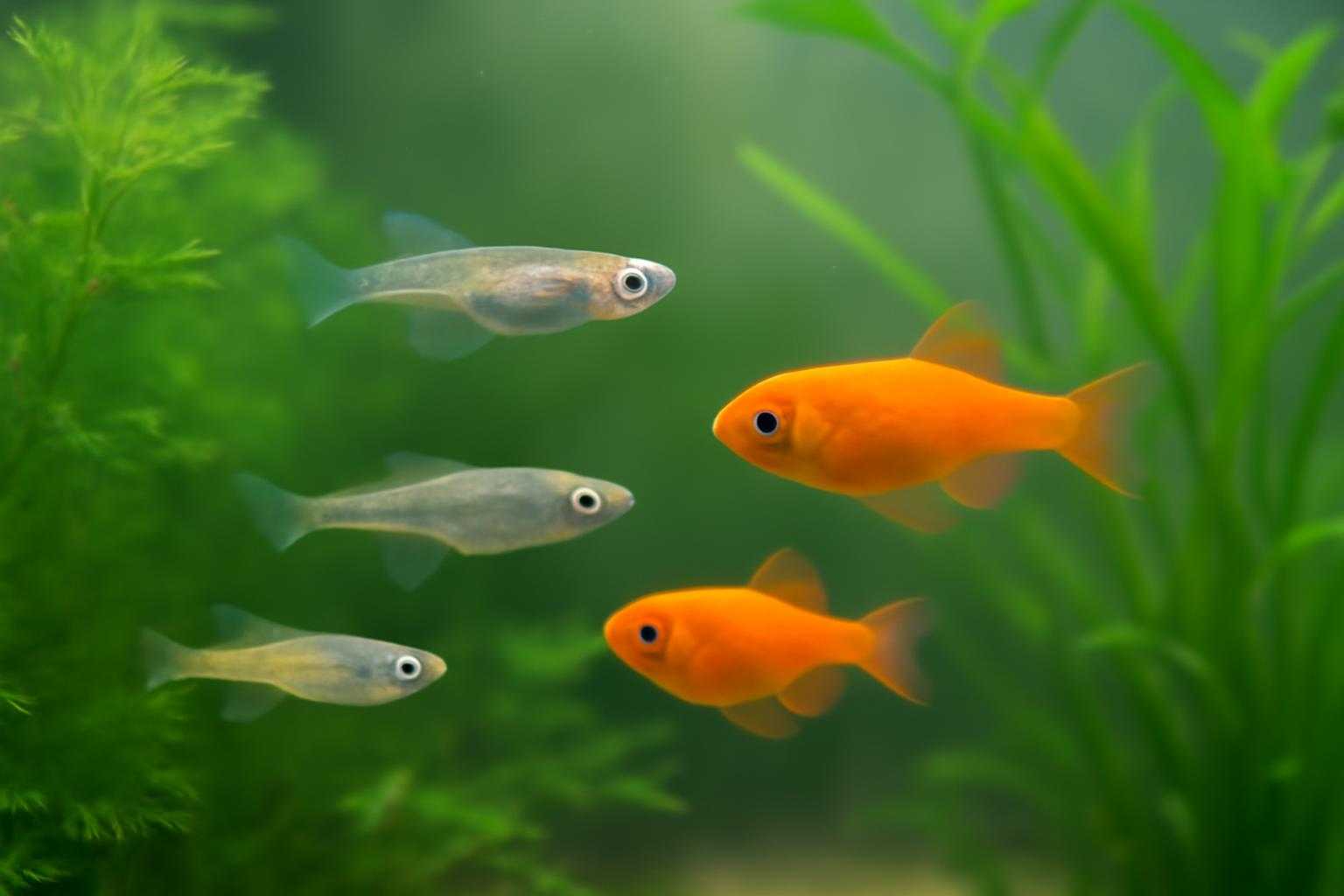 メダカと小型金魚が同じ水槽で泳いでいる様子