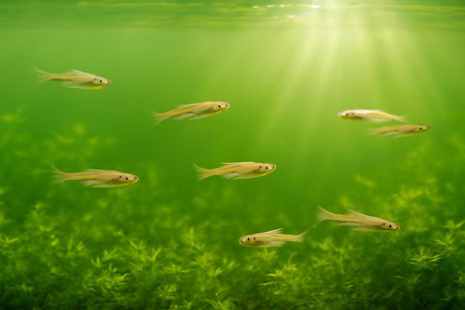 緑色に濁った水の中を泳ぐメダカの様子