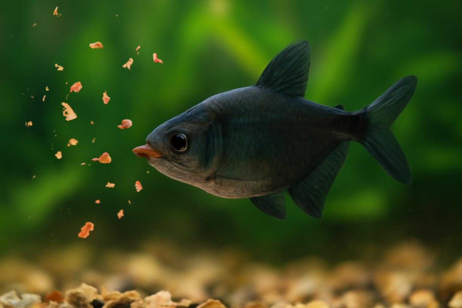 ブラックテトラが小型の餌を食べている様子