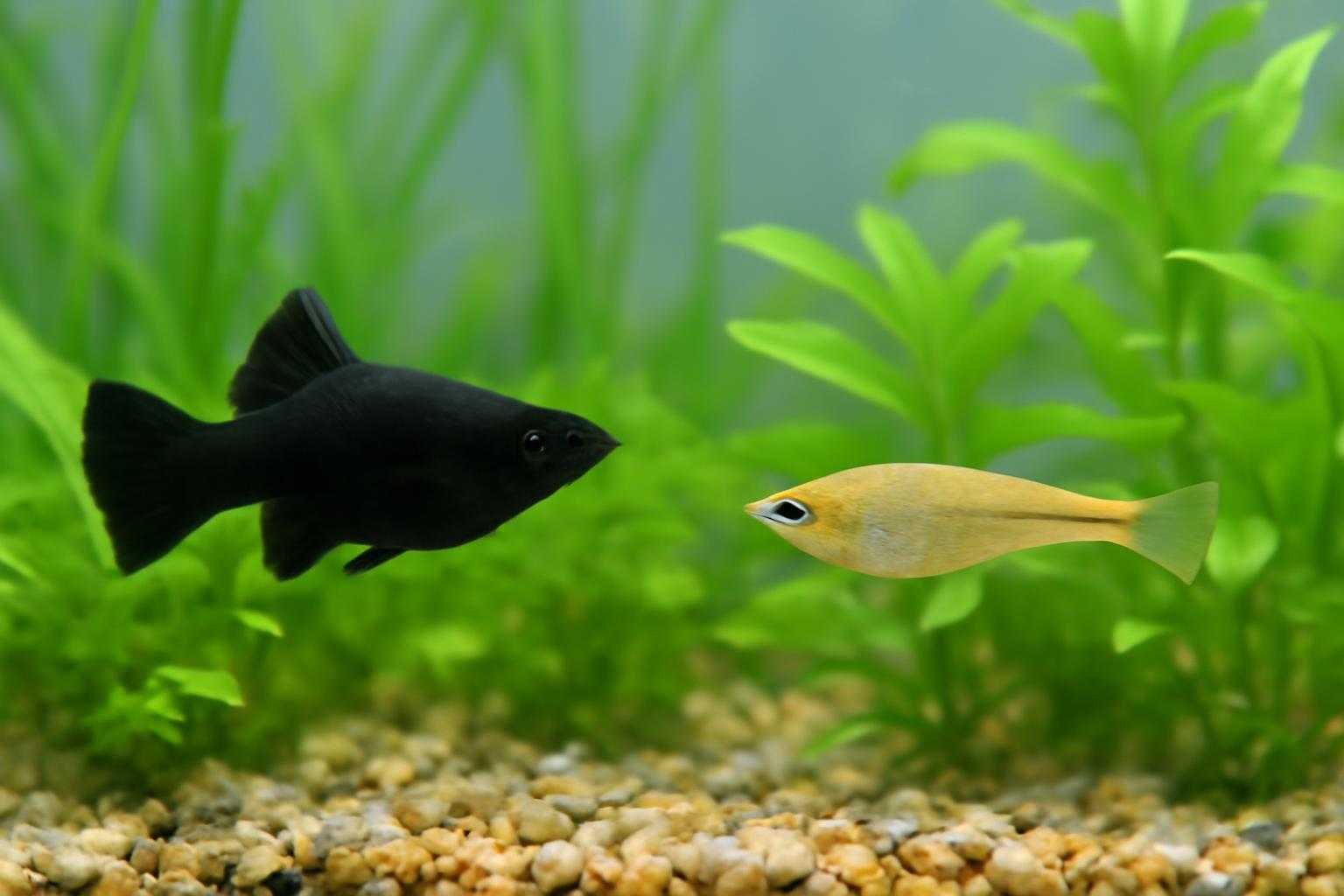 水槽の中を泳ぐブラックモーリーとメダカが一緒にいる様子