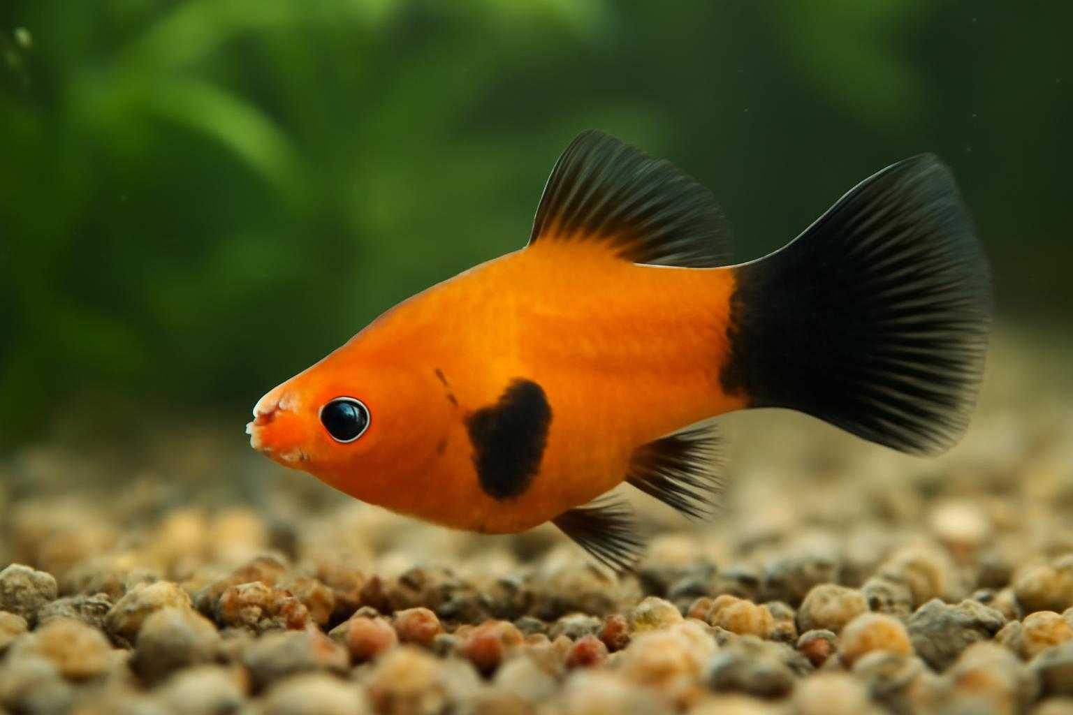 水槽で餌を食べるミッキーマウスプラティの様子