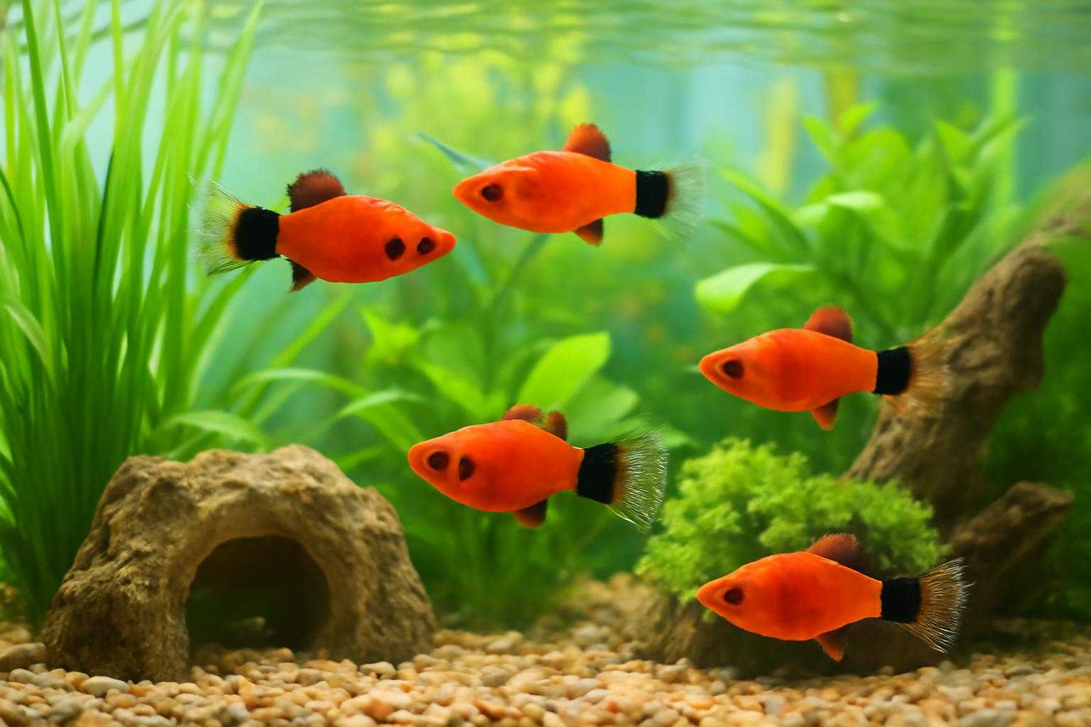 複数のミッキーマウスプラティが泳ぐ水槽の全景